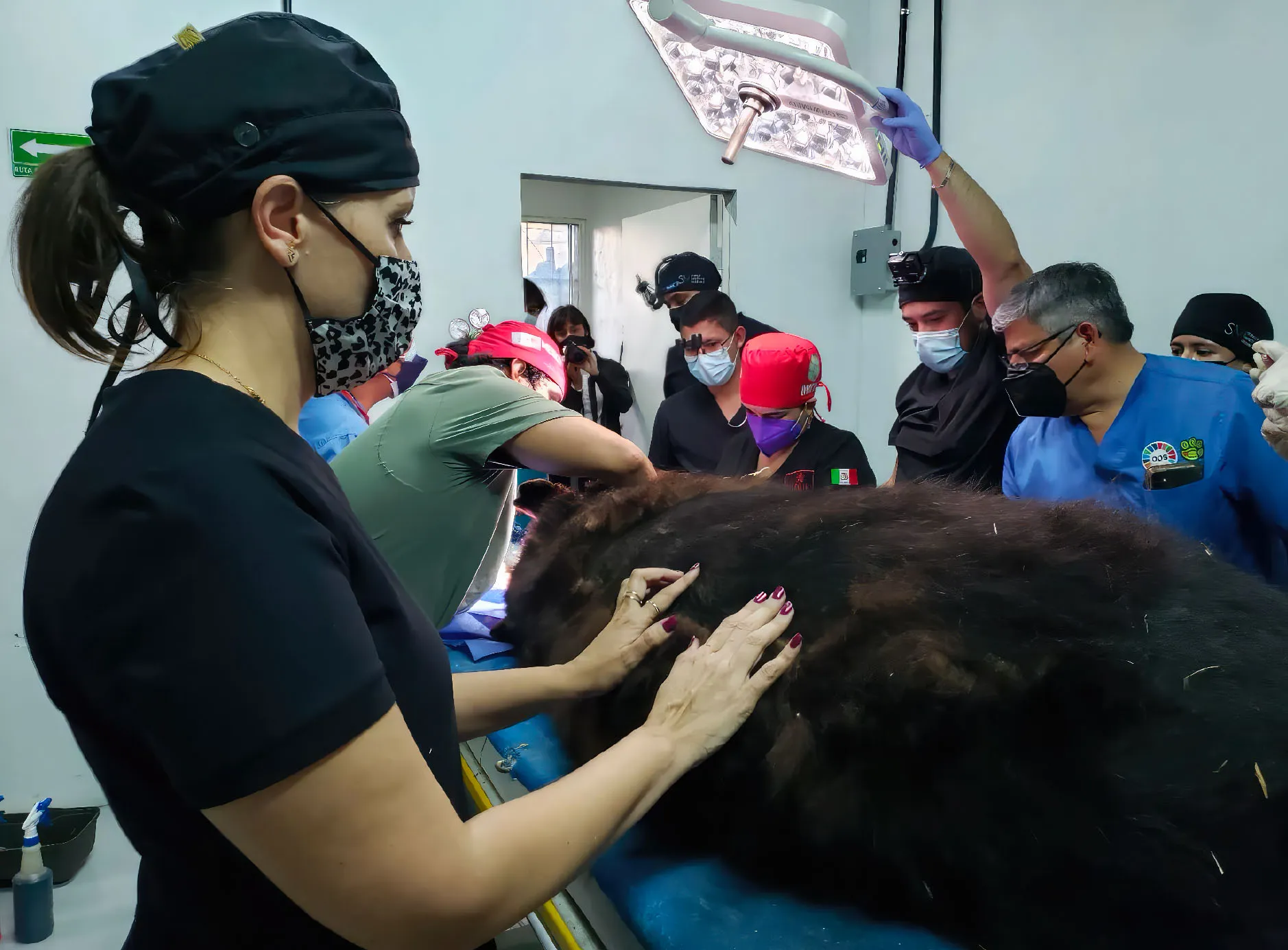 Equipo veterinario atendiendo a un oso negro en la Fundación Invictus