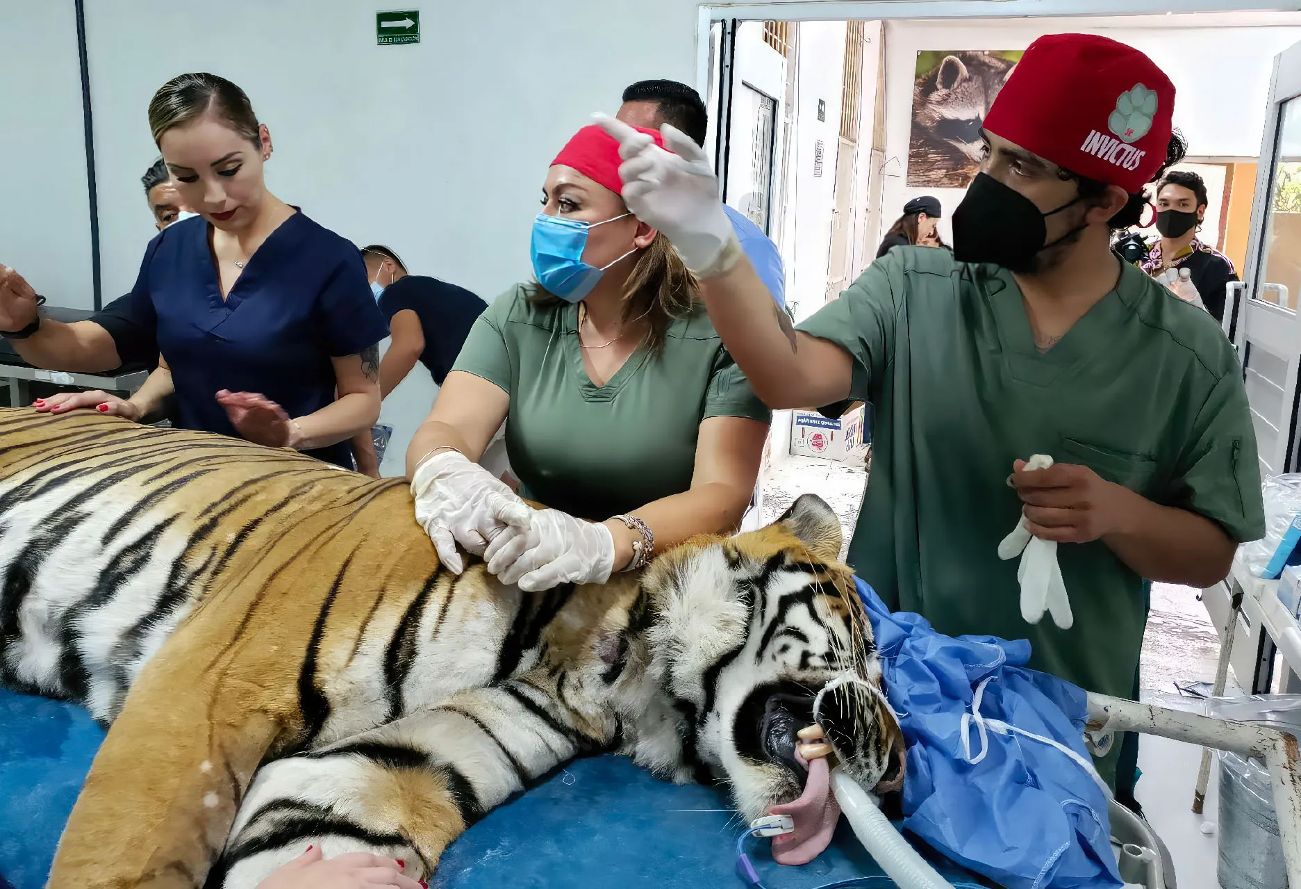Equipo médico interviniendo a un tigre en la Fundación Invictus