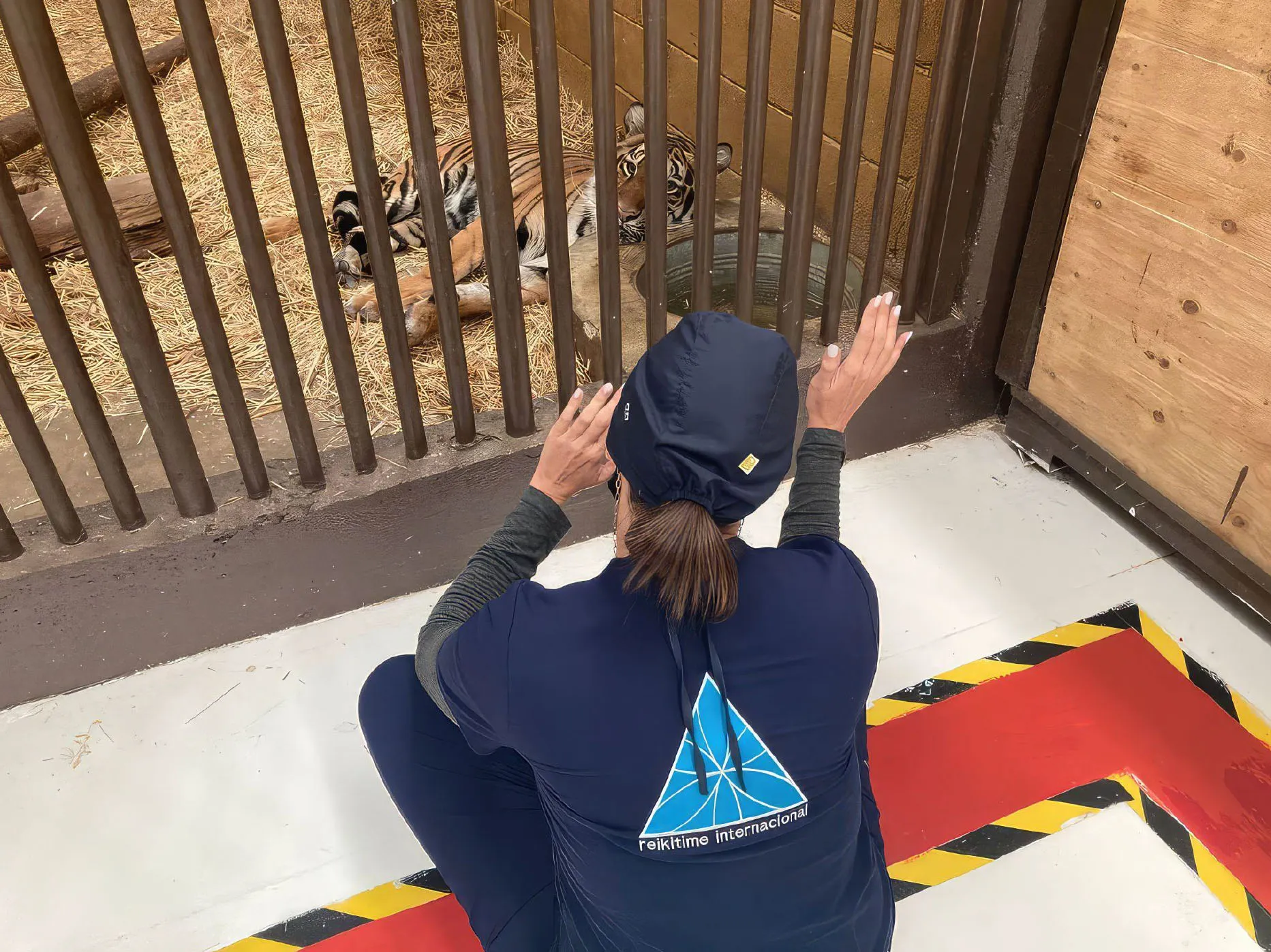 Voluntaria de Reikitime acompañando a un tigre en su recuperación